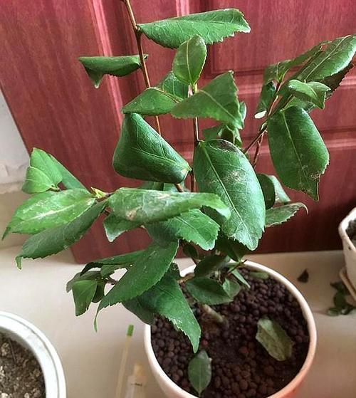 茶花叶子焦枯现能修剪吗