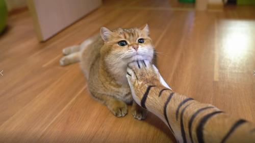 猫咪刚来家不叫来家过后叫