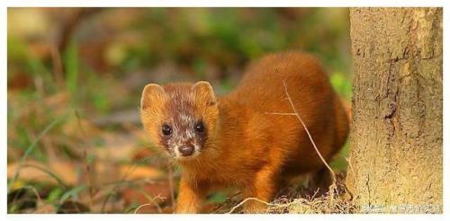 什么动物是黄鼠狼的天敌