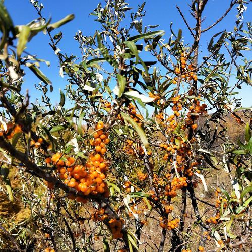 沙棘叶可以喂牛吗