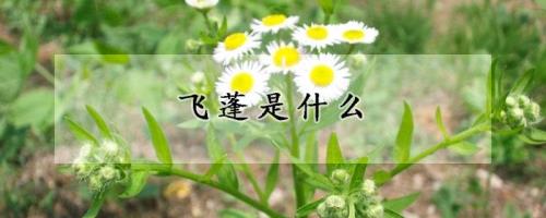 花的学校紫的指的是什么植物