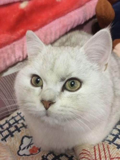 黄眼睛猫好不好