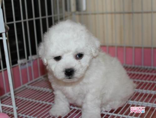 4个月的比熊犬为啥爱吃纸壳