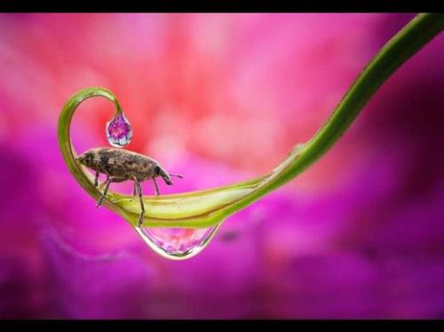 微距模式是什么意思