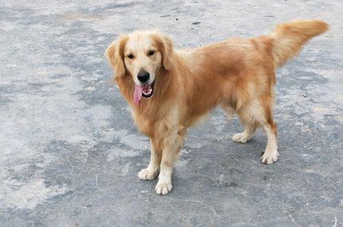 十斤成年犬一天吃几顿