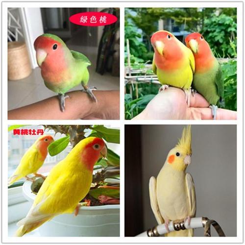 绿桃鹦鹉不是一对进一窝吗