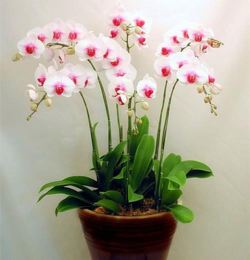 最好看的蝴蝶兰排名