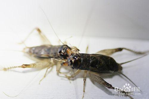 蟋蟀尾巴上有毒吗