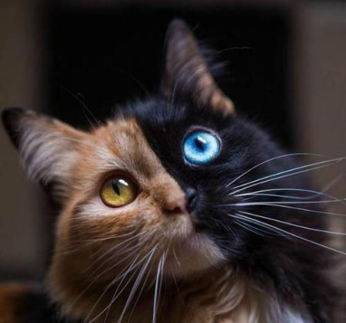 猫咪最喜欢什么颜色