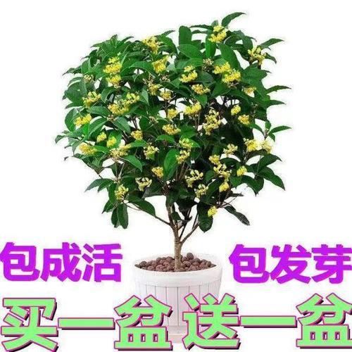 四季桂几年苗会开花
