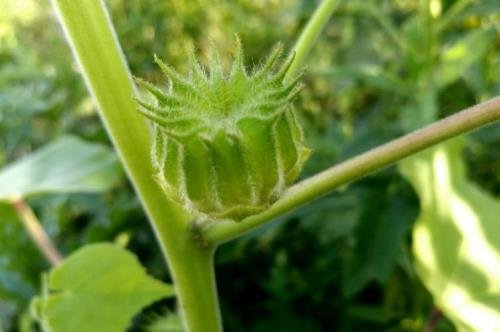 苘麻是什么时候种植的呀