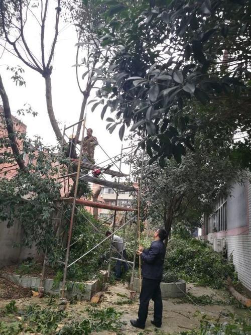 树枝劈开可以高压么