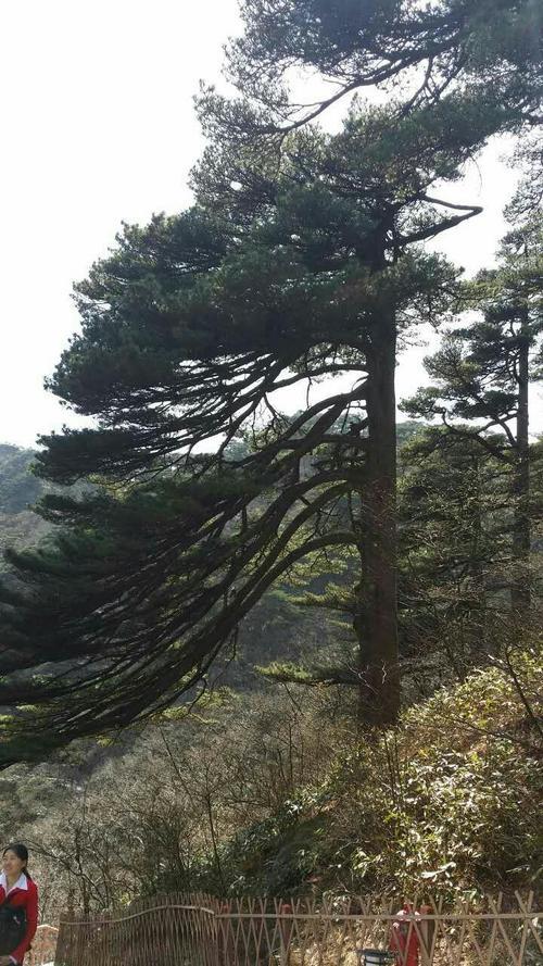 青松是什么颜色的