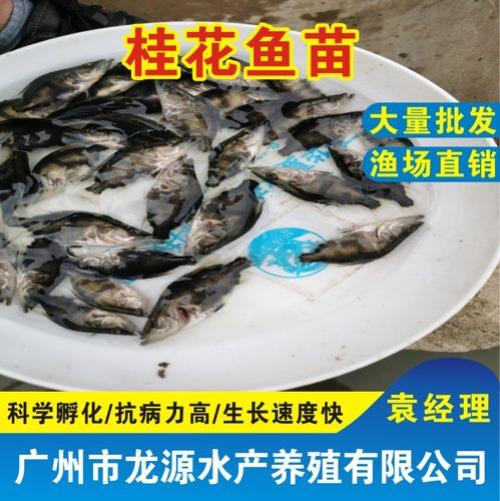 塘里养几条桂鱼