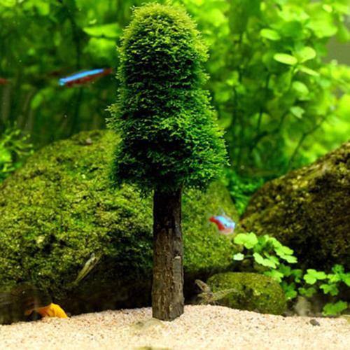 莫斯树用什么背景纸