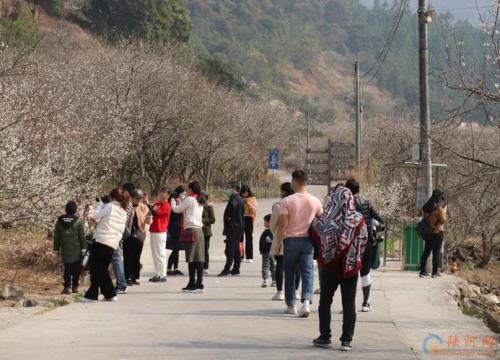 螺洞世外梅园门票