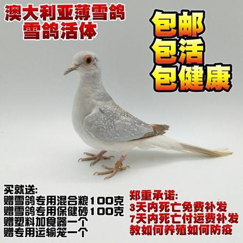 吸引鸽子的叫声