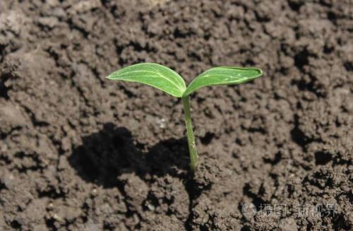 黄瓜苗尖断了多久发新芽