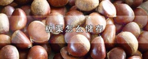 板栗怎么可以保存的久