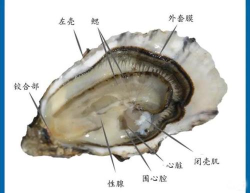 生蚝需要去内脏吗