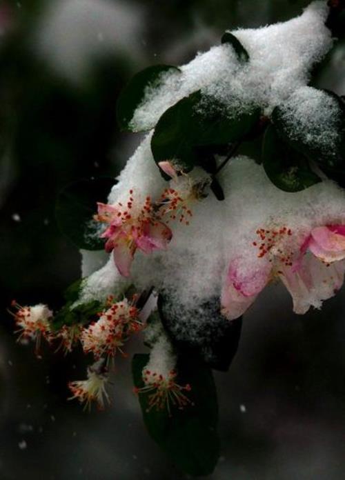 为什么春暖花开的季节下大雪