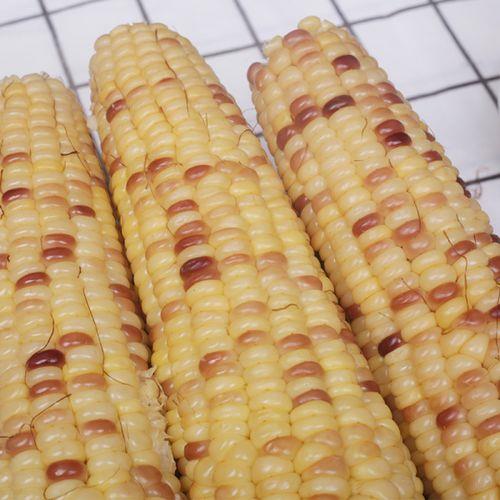 特大棒糯玉米品种