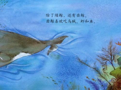 鲸鱼不是鱼吗