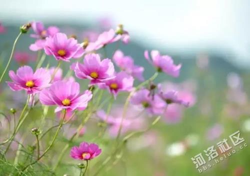 南风轻拂的对应词