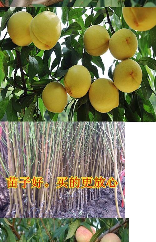 嫁接水蜜桃树苗几年能结果