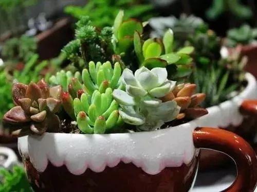 多肉植物的养殖方法(新手入门)