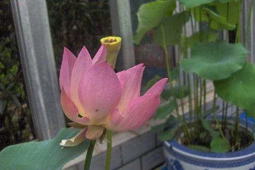 大荷花养殖方法