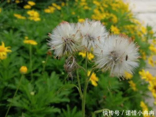 婆婆丁和蒲公英是同一个植物吗