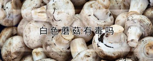 蘑菇发白还能吃吗