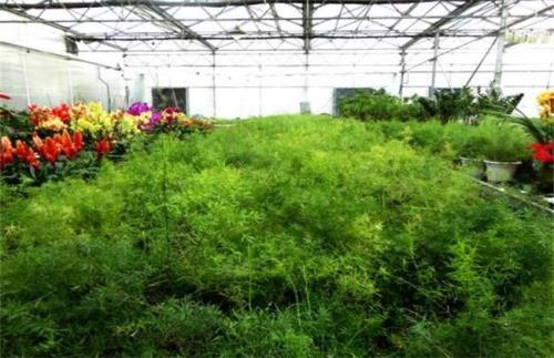 天门冬是如何种植的