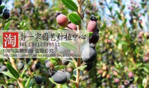 稔子树如何种植、我想做盆景的