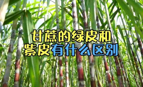 紫皮甘蔗和绿皮甘蔗的区别