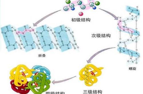 蛋白质网络用语是什么意思