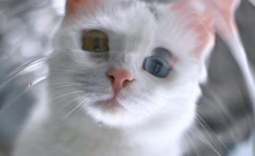 猫咪视力