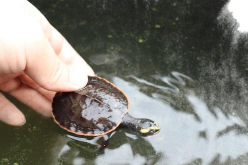 深水圆澳龟能长多大