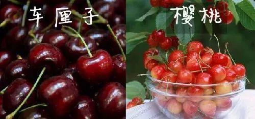 车厘子五大家族