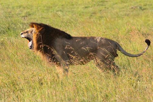 南非狮和西非狮的区别