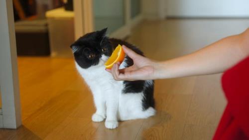猫咪可以吃橙子什么的水果吗