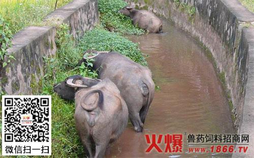 水牛几声调