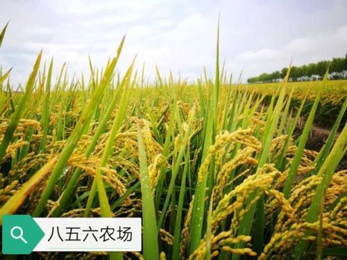 龙粳50是高粱头吗