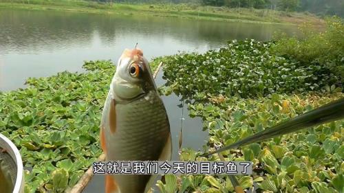 钓三角鲤最佳时间