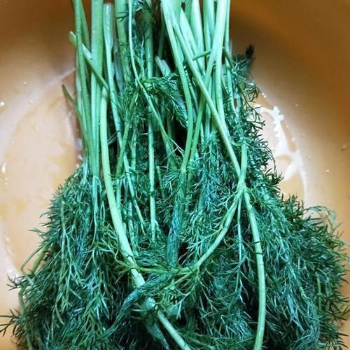 茴香需要焯水吗