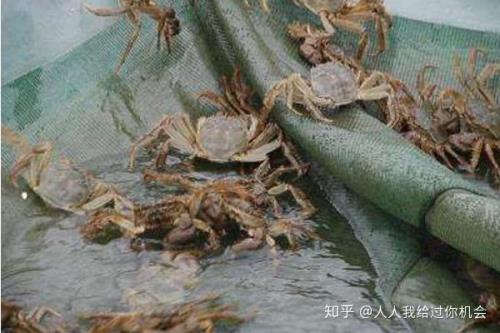 5cm深的水能养螃蟹吗