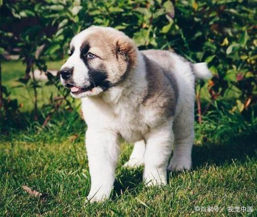 中亚牧羊犬怎么喂又高又大