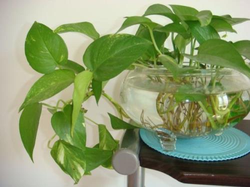 绿萝以第一人称怎么写