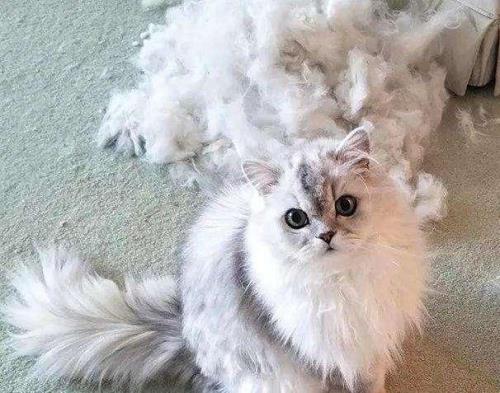 什么猫咪不掉毛